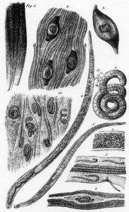 05_Belehrung_1884_p23_Trichinen