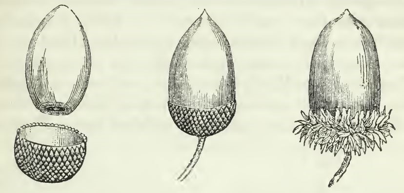 02_Hohenstein_1861_p027_Eicheln_Stieleiche_Zerreiche