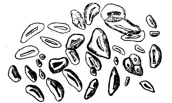 04_Hanausek_1884_p483_Eicheln_Stärke