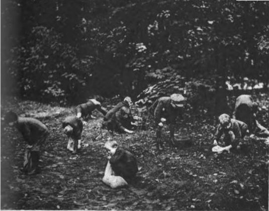 12_Deutsch-Amerika_08_1922_Nr44_p09_Eicheln_Kinder_Tiergarten