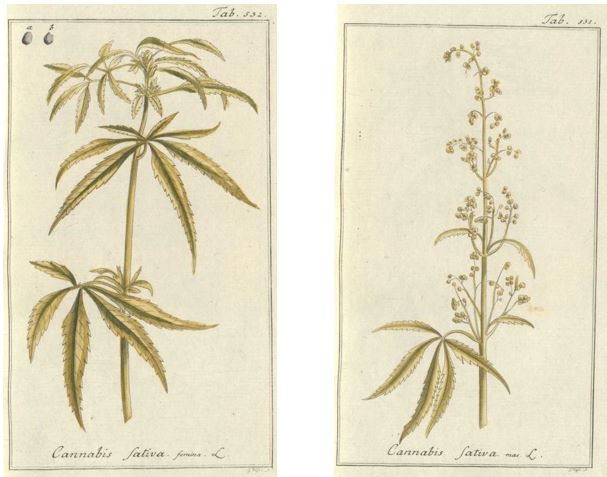 01_Zorn_Icones plantarum medicinalium_1790_Tafel532_531