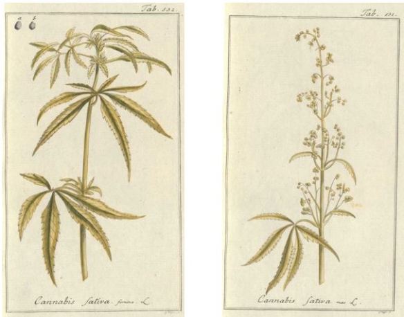 01_Zorn_Icones plantarum medicinalium_1790_Tafel532_531