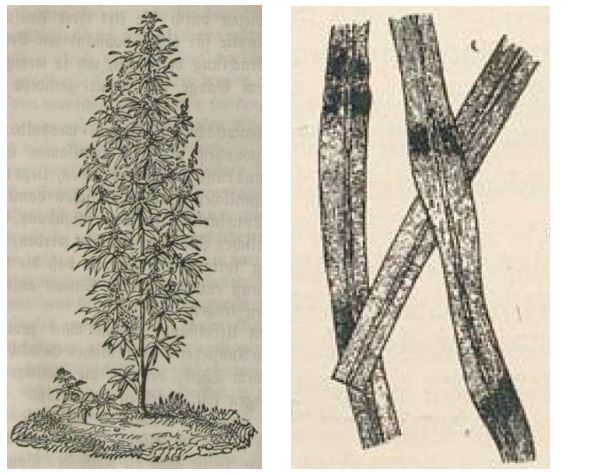 01b_Salzwedel_1860_p65 und Bartesch-Fiedler_1918_p284
