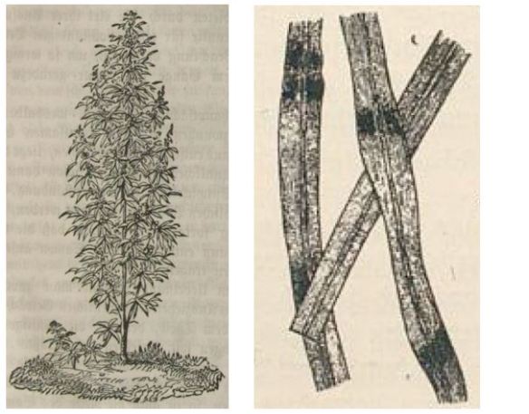 01b_Salzwedel_1860_p65 und Bartesch-Fiedler_1918_p284