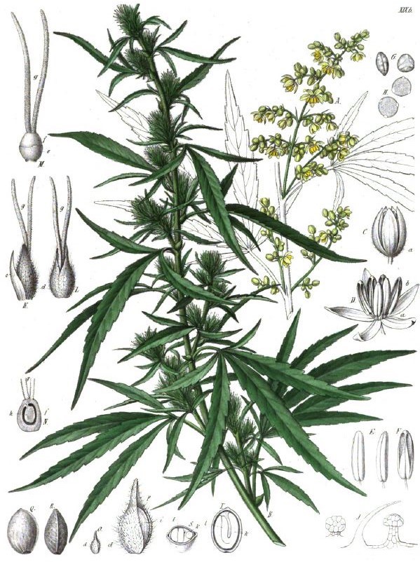 02_Berg-Schmidt_1861_Offizinelle Gewächse_TafelXIXb