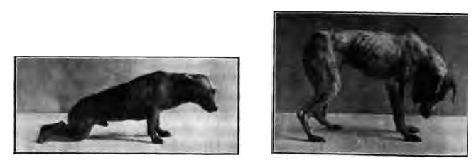 04_Fränkel_1903_p280_Cannabis_Rausch_Tierversuche_Hunde