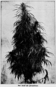 08_Haus, Hof, Garten_30_1908_09_26_Nr39_p351