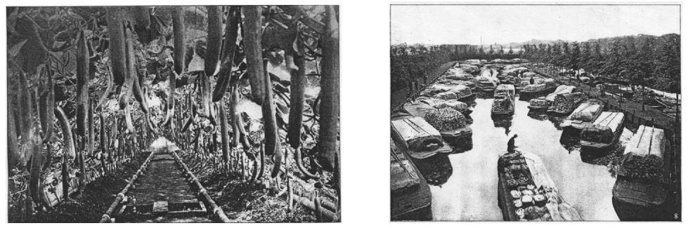 03_Die Woche_13_1911_p848 und p849_Niederlande_Gemüsebau_Gurken_Glashaus_Auktion