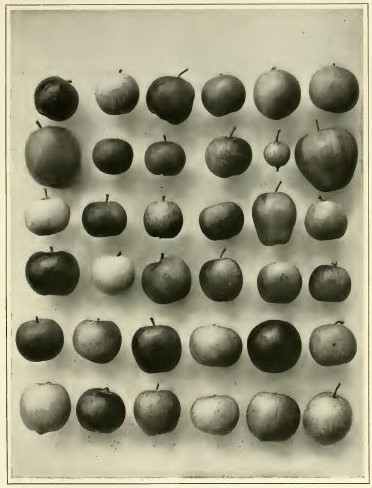 06_The Century_69_1904-05_p833_Obst_Apfel_Apfelsorten_Saatgut