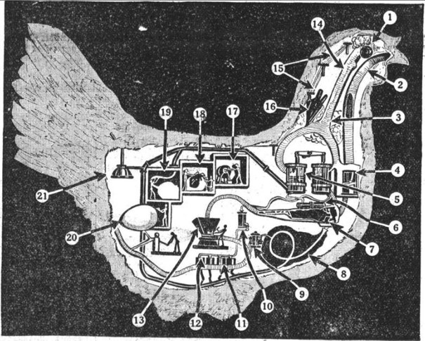 08_Illustrierter Sonntag_1930_12_14_Nr50_p8_Huhn_Maschinenmetapher_Eierproduktion_Schaubild