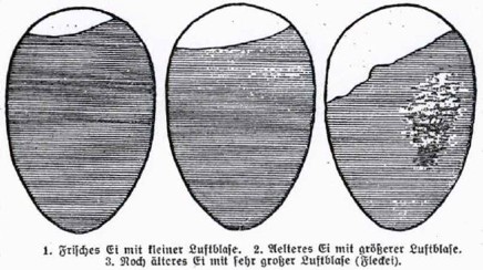 12_Landfrau_1929_Nr18_p7_Eier_Alter_Schaubild
