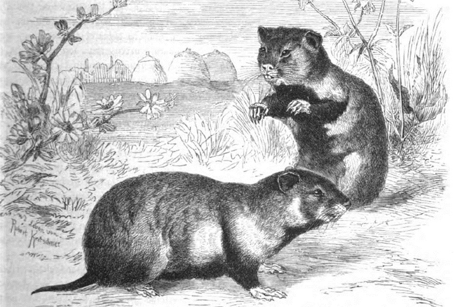 02_Brehm_1865_p141_Feldhamster