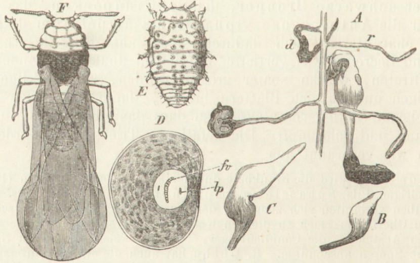 043_Eulenburg_Hg_1882_p616_Insekten_Reblaus