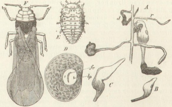 043_Eulenburg_Hg_1882_p616_Insekten_Reblaus