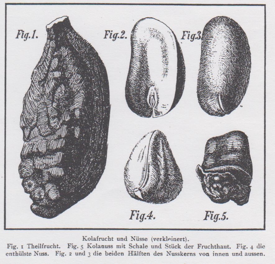 07_Prometheus_09_1898_p483_Kolanuss_Kolonialprodukte