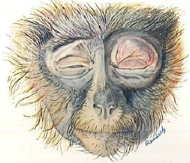 19_Hart-Lessing_1913_TafXIII_Vitaminmangelkrankheit_Moeller-Barlowsche-Krankheit_Tierversuche_Affe