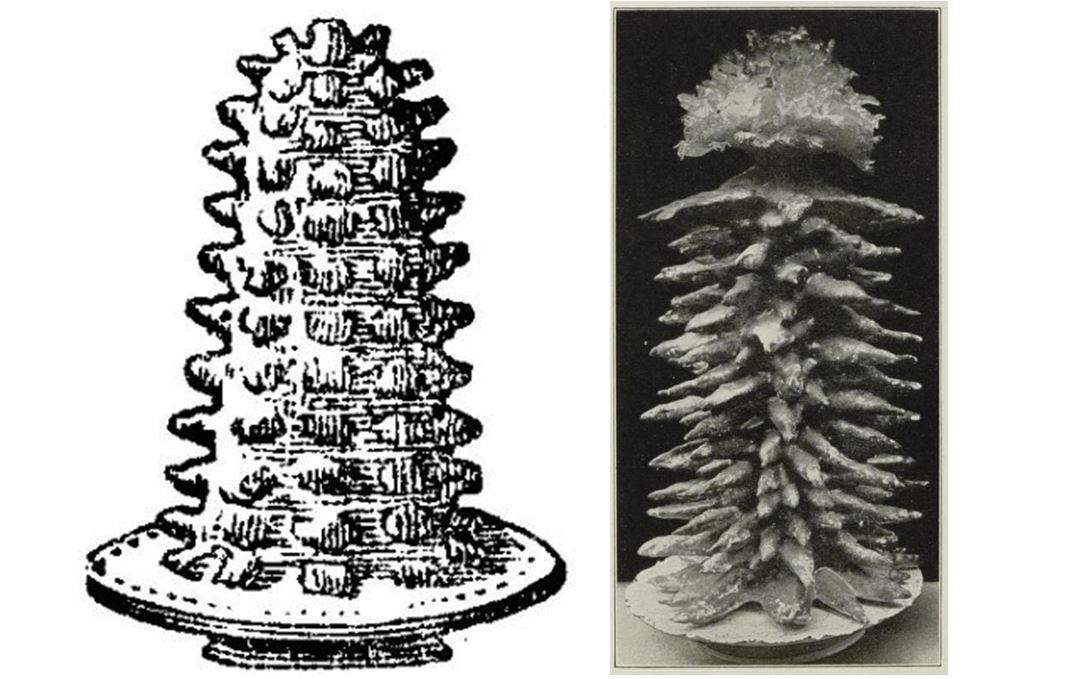 01_Neue Freie Presse_1895_11_05_Nr11207_p15_Jubiläumsfirmen Plauen_1927_p144_Baumkuchen