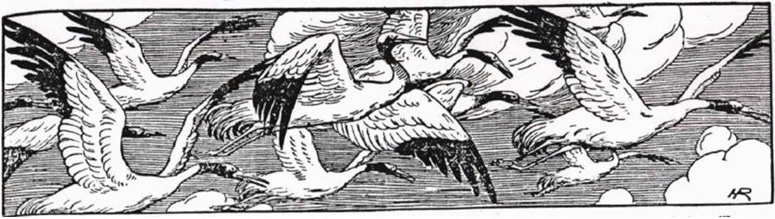 26_Frauen-Genossenschaftsblatt_06_1906_p069_Voegel_Stoerche