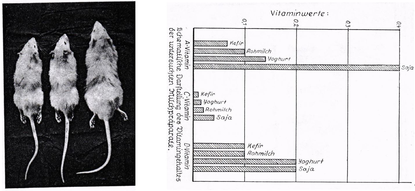 12_Molkerei-Zeitung_49_1929_p1990_Forster_1929_p751_Saya_Acidophilusmilch_Vitamine_Ratten_Schaubild_Joghurt_Kefir