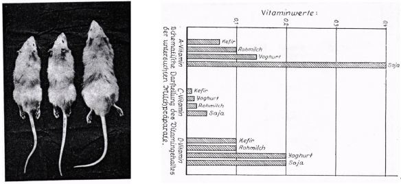 12_Molkerei-Zeitung_49_1929_p1990_Forster_1929_p751_Saya_Acidophilusmilch_Vitamine_Ratten_Schaubild_Joghurt_Kefir
