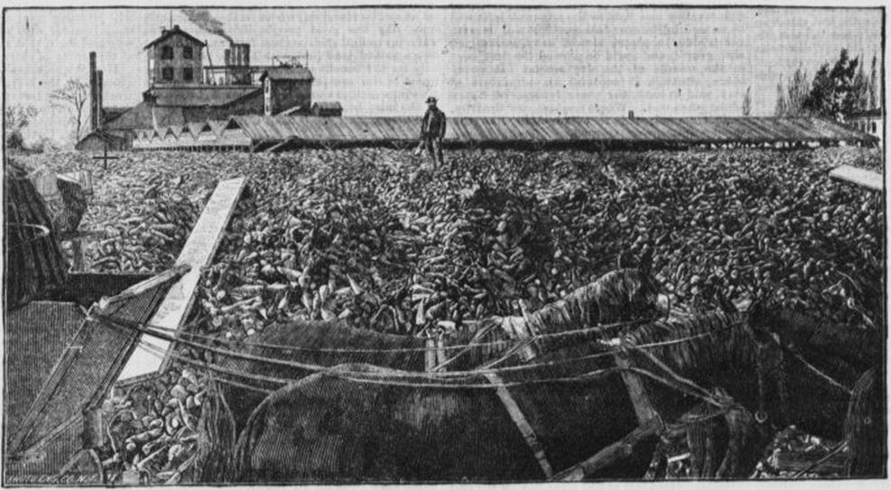 05_Pacific Rural Press_30_1885_p057_Zuckerindustrie_Ruebenzucker_Kalifornien_Alvarado_Produktionsstaette_Zuckerrueben