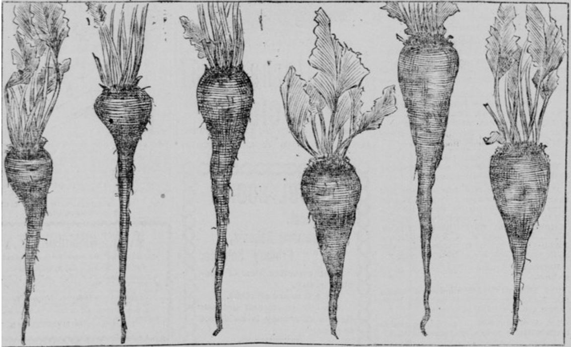 15_Sacramento Daily Union_1897_09_23_Nr033_p4_Zuckerindustrie_Ruebenzucker_Zuckerrueben_Claus-Spreckels