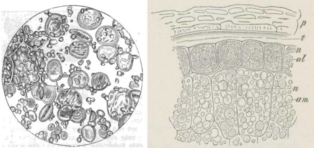 02_Habich_1867_p42_Schimper_1886_p13_Weizen_Mehl_Mikroskopie