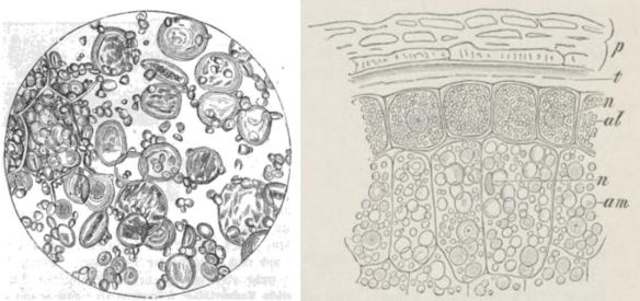 02_Habich_1867_p42_Schimper_1886_p13_Weizen_Mehl_Mikroskopie
