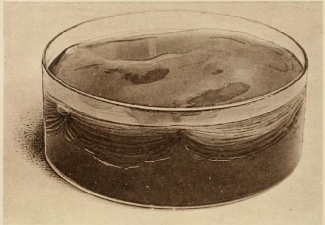 01_Lindau_1913_TafXI_Fig1_Teepilz_Kombucha