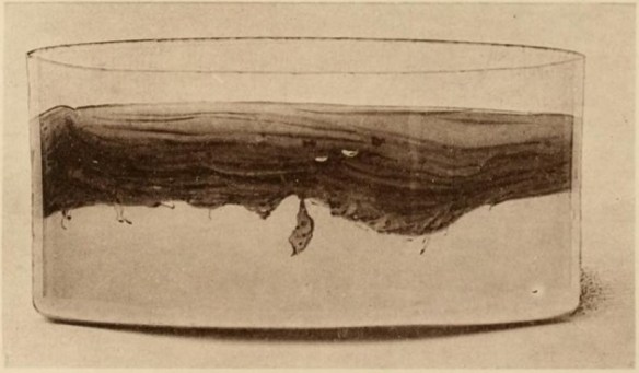 02_Lindau_1913_TafXI_Fig2_Teepilz_Kombucha