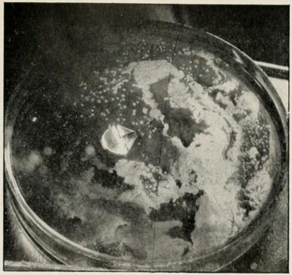 03_Lindner_1913_TafXV_Fig07_Teepilz_Kombucha_Lettland