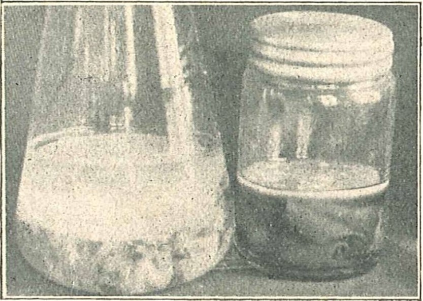 04_Lindner_1917-18_p098_Abb10_Teepilz_Kombucha