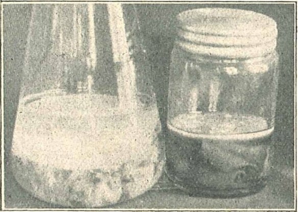 04_Lindner_1917-18_p098_Abb10_Teepilz_Kombucha