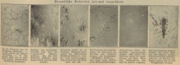 11_Ullsteins Blatt der Hausfrau_48_1932-33_p589_Teepilz_Bakterien_Joghurt_Milchsaeure