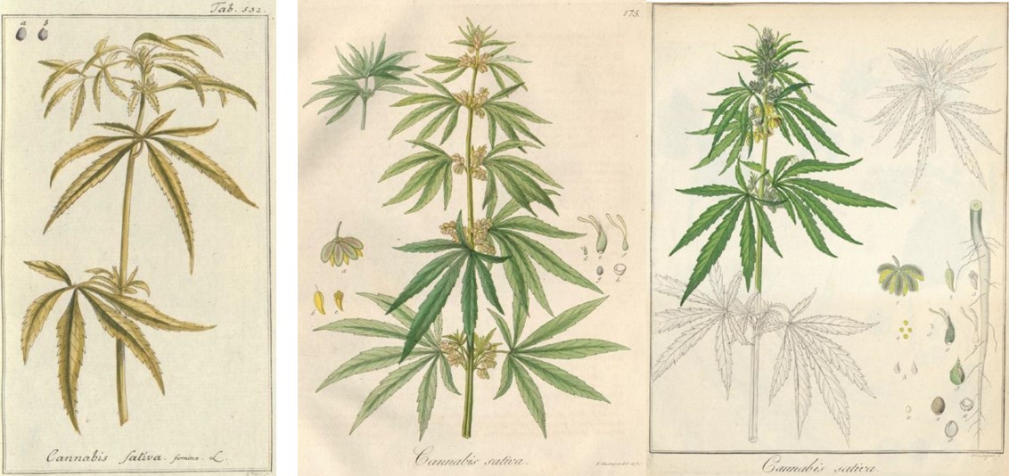 01_Zorn_1790_Taf532_Schlechtendal_1833_Taf175_Hayne_1856_Taf_56