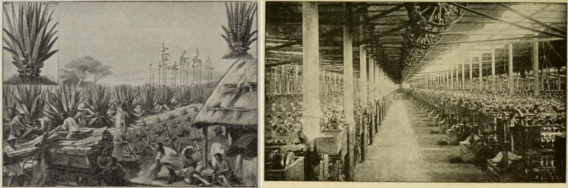 05_Tewes_1913_p110_Woodhouse-Kilgour_1921_p65_Sisal_Jute_Indien_Kolonialprodukte_Hanfsubstitute
