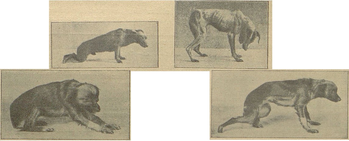 11_Fraenkel_1903_p280_Czerkis_1907_p69_Hunde_Tierversuche_Cannabis_Haschisch_Rausch